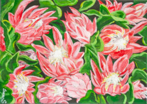 Proteas in the Cape