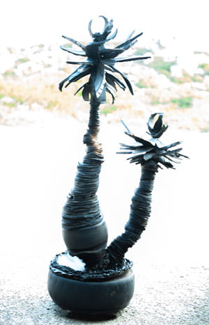 Aloe Tree